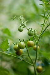 Tomate cerise verte - agriculture permaculture jardin pas mûre serre croissance