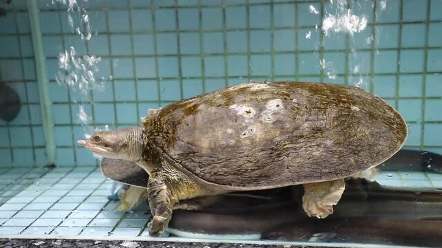 Chinese softshell turtle (Pelodiscus sinensis) in a Chinese seafood restaurant
