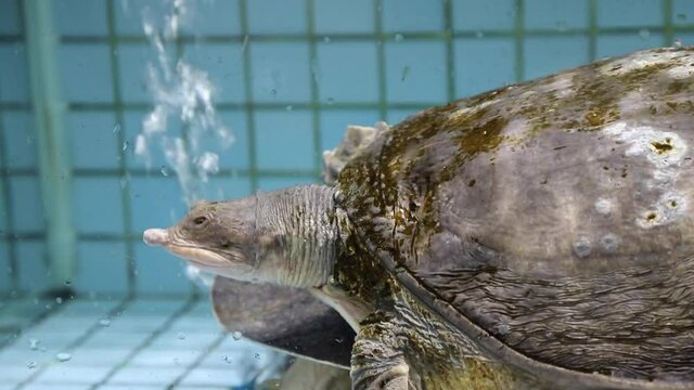 Chinese softshell turtle (Pelodiscus sinensis) in a Chinese seafood restaurant