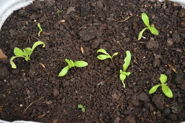 the small green plant seedlings in the plastic pot.
