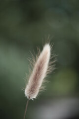 dry thistle flower