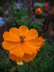 orange flower on a green background