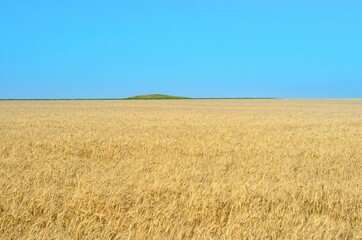 Ripe wheat field under blue sky