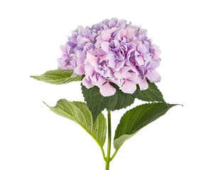 Obraz premium Lila Hortensia Hydrangea flowers isolated