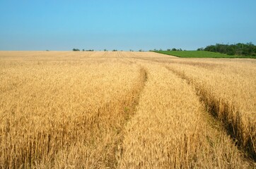 Ripe wheat field under blue sky