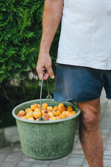 A man, a worker, an agronomist in dirty clothes, holds a bucket full of yellow and orange, ripe apricots. Good harvest for fruit sales.