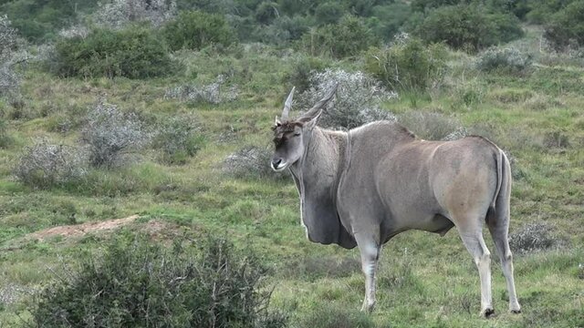 Cape Eland bull grazing.