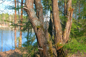 Old huge pine tree on river bank in forest at warm spring sunny day. Deautiful nature background with tree unusual form with several trunks. Wild woodland on lake, pond backdrop.