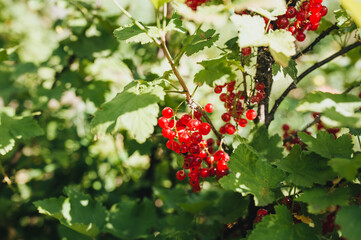 Fototapeta premium A large bush with fruits of ripe red currant close-up.