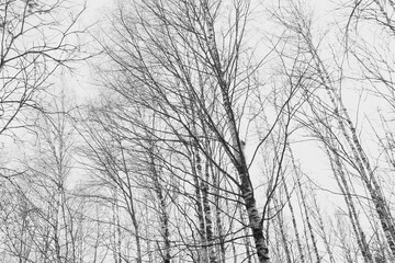 Autumn naked birch trees with black and white trunks on grey sky background. Beautiful nature background. Gloomy Leafless Birch trees at early spring before the storm.