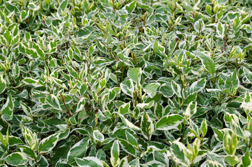 Naklejka premium ficus with irregular leaves unusual background small ficus trees