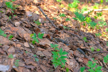 Long black snake is crawling on the ground among dry leaves in woodland. Grass snake in dry leaves in forest early Spring. Natrix. Moving snake at sunny day.