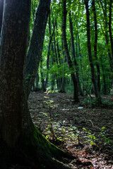 green summer forest background