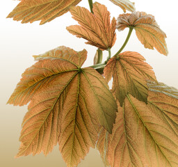 Rustic Autumn Leaves backround - 14