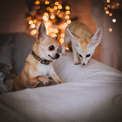 Pretty Fennec fox cub with chihuahua dog in decorated room with Christmass tree.