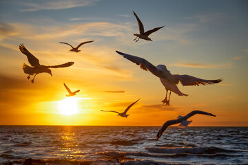 Fototapeta na wymiar Seagulls mid-flight over water at sunset - beautiful frozen motion