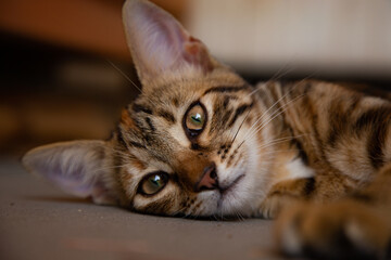 Young Tabby Cat Portrait Relaxing on the floor