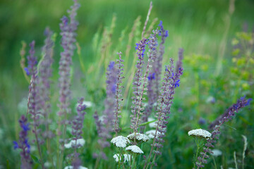 Purple flowers on the field