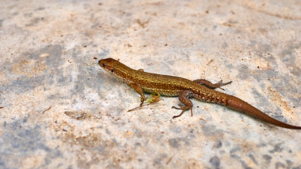 lizard crawls on concrete. general plan. color