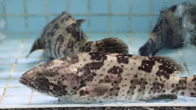 grouper fish in a water tank in a Chinese seafood restaurant