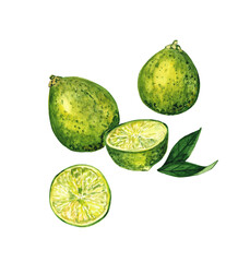 Watercolor illustration of lime fruit, slices, leaves. Isolated elements of green citrus fruits on a white background. Botanical illustration is hand drawn. Fresh bright lemons, oranges.