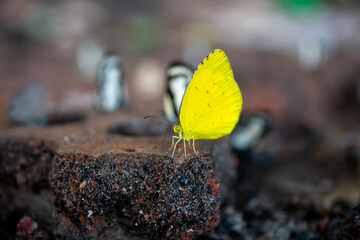 Beautiful yellow butterfly on sand Eurema andersoni, Anderson Grass Yellow) butterfly of Thailand
