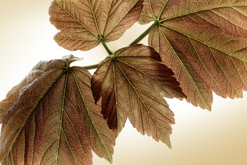 Rustic Autumn Leaves backround - 28