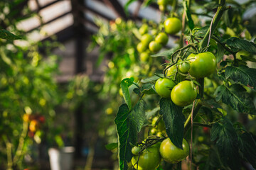 A beautiful home green tomato garden