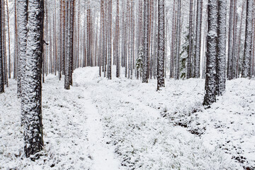 Fototapeta premium Snowy wintery boreal coniferous pine forest in Estonian nature. 