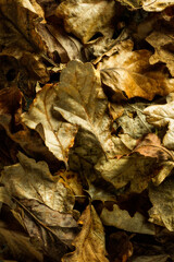 Rustic Autumn Leaves backround - 30