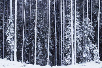 Snowy wintery boreal coniferous pine forest in Estonian nature. 