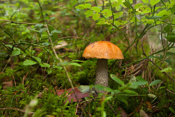 Wild Boletus mushroom growing in a Estonian boreal forest during autumn season, Northern Europe. 
