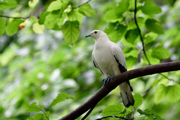 Beautiful white bird, pied imperial pigeon (Ducula bicolor) perching on tree branch over green leafs