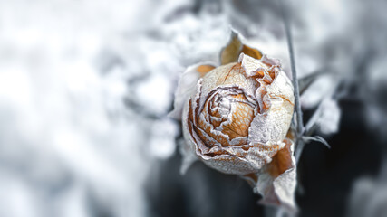 Dry bouquet