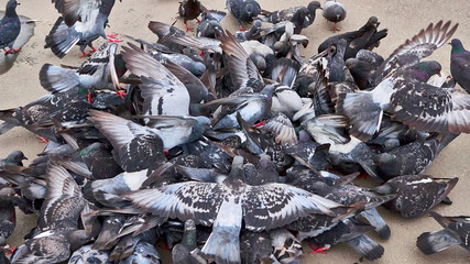 Pigeons gathered on concrete floor, collecting bits of food in the city. color