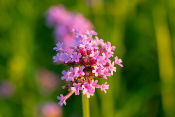 Obraz premium purple flowers in the garden