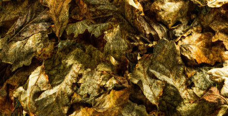 Rustic Autumn Leaves backround - 34
