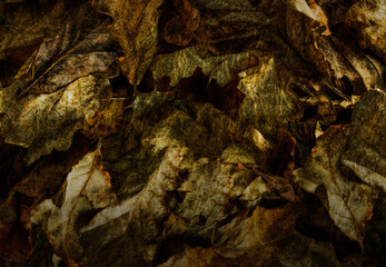 Rustic Autumn Leaves backround - 35