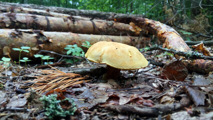 Rest from work - picking mushrooms in the forest