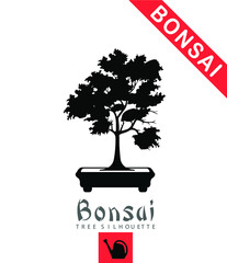 Bonsai Tree in Bonsai Ceramic Pot