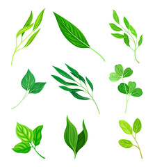 Green Leaves and Foliage with Stem and Veins or Fibers Vector Set