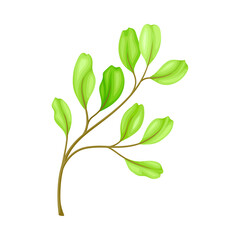 Bright Fibrous Leaf with Stem and Veins Vector Illustration