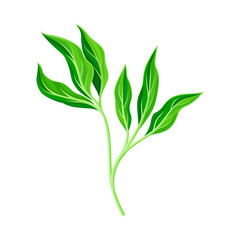 Green Leaf and Foliage with Stem and Veins or Fibers Vector Illustration