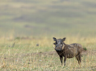 Common warthog, Phacochoerus Kenya, Africanus, Maasai Mara National Reserve, Kenya, Africa