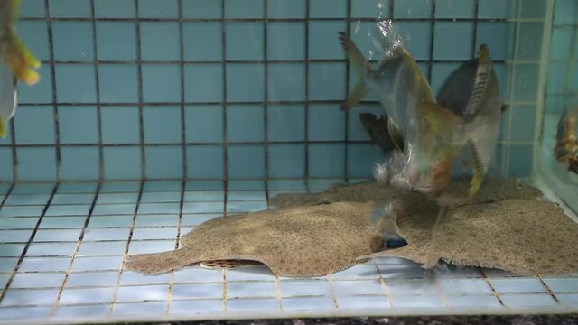 Pampano and turbot (or Scophthalmus maximus, a species of flatfish in the family Scophthalmidae) in water tank in a Chinese seafood restaurant