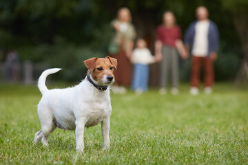 Full length portrait of female Jack Russel terrier dog standing on green grass outdoors and looking away with silhouette of family in background, copy space