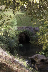 Tree in an urban park