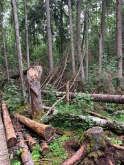 
Fallen trees after storm at cognitive walkway of Musos Tyrelis, Lithuania.