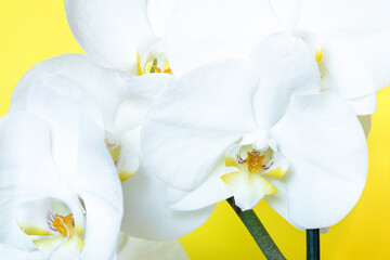 White orchid flowers closeup on yellow background