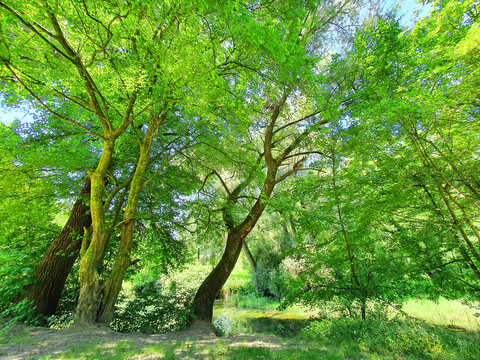 B&auml;ume in der Aulandschaft